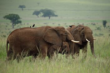 Kidepo Elephants - бесплатный image #480961