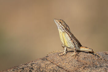 A Fan Throated lizard patiently waiting - image gratuit #481021 