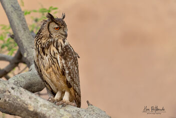 An Indian Rock Eagle Owl Looking to fly - image gratuit #481141 
