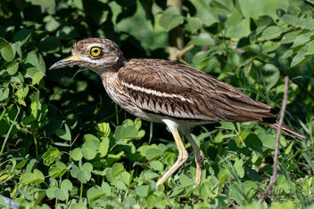 A Wary Indian Thick Knee in a field - image gratuit #481231 