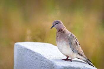 A Laughing Dove on a beautiful perch - image #481381 gratis