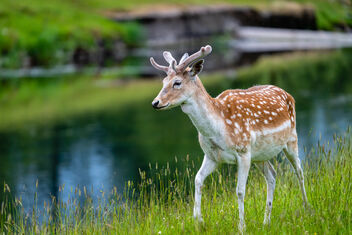 Day 1 of Holiday- A Deer - image gratuit #481421 