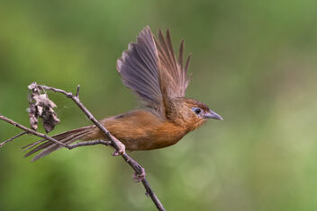 A Tawny Bellied Babbler Taking Off - Free image #481741