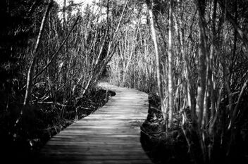 dreamy path - image #481811 gratis