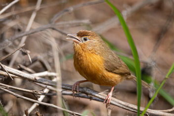 A Tiny Tawny Bellied Babbler in its habitat - Free image #481821