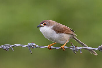 A Yellow-Eyed Babbler on a fence - Kostenloses image #481871