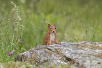 Red Squirrel - Free image #482001