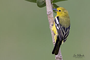 A Common Iora looking for insects on small plants - бесплатный image #482121