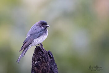 A White Bellied Drongo on a lovely perch - image gratuit #482141 