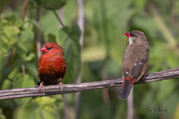 Mr. & Mrs. Strawberry Finch - Clearly not on talking terms - Free image #482341