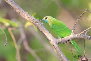 A Female Jerdon's Leafbird in action - image #482371 gratis
