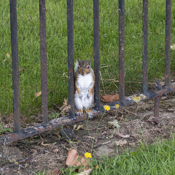 Squirrel, Parsloes Park - image gratuit #482381 
