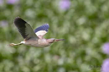 An Yellow Bittern in Flight over a swampy area - image gratuit #482401 