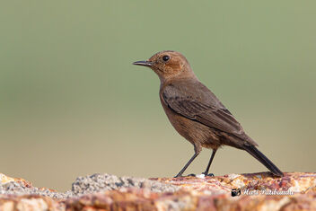 A Brown Rock chat in its habitat - Free image #482511