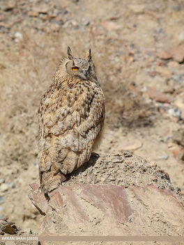 Eurasian Eagle-owl (Bubo bubo) - image gratuit #482541 