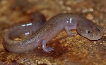 Grotto Salamander (Eurcyea spelaea) - бесплатный image #482621