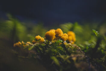 Slime Mold - Kostenloses image #482661