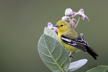 A Common Iora looking for insects on a flowering plant - Kostenloses image #482721