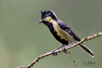 An Indian Yellow Tit on a lovely perch - image gratuit #482741 