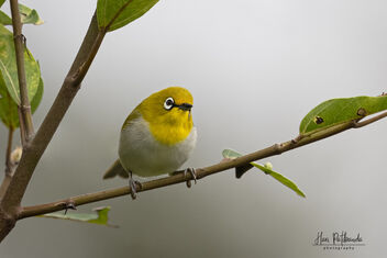 An Oriental White-Eye looking for insects - image #482781 gratis