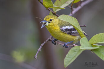 A Common Iora snacking on an insect - бесплатный image #482841