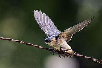 A Juvenile Red Rumped Swallow learning to fly - Free image #482871