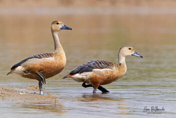 A Pair of Lesser Whistling Ducks getting into the water - image gratuit #482901 