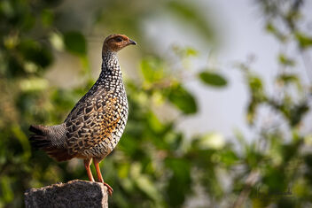 A Painted Francolin looking for a mate - image gratuit #483011 