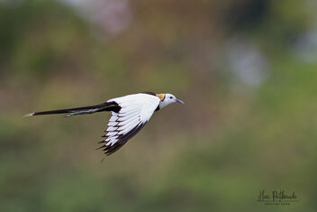 A Pheasant Tailed Jacana in Flight - image gratuit #483051 