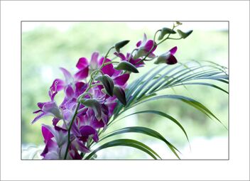 Orchids - image #483061 gratis