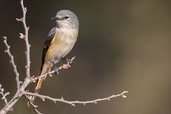 Mrs. Small Minivet also basking in the sun - Kostenloses image #483121
