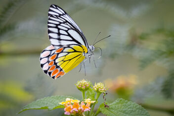 A Common Jezebel Butterfly taking off from a flower - image #483191 gratis