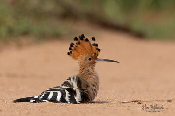 An Eurasian Hoopoe Sandbathing with its crest fully open - Free image #483281