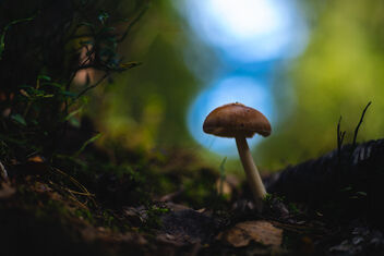 Small Fungi 14 - Kostenloses image #483311