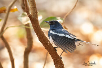 An Oriental Magpie Robin Stretching itself - image gratuit #483581 