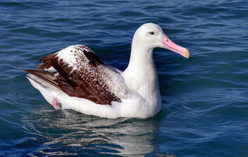 Wandering albatross. - бесплатный image #483601