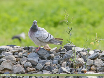 Hill Pigeon (Columba rupestris) - image gratuit #483961 