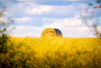 Rolled Hay in Fields - Ontario - Canada - Harvest-Time - image gratuit #484071 