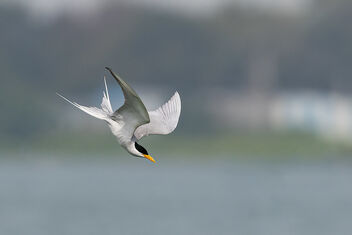 A River Tern in an unsuccessful dive - Kostenloses image #484161