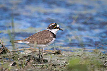A Little Ringed Plover watching us cautiously - Kostenloses image #484191