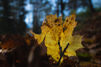 [Fallen Leaves 3][Autumn Colors 12] - Free image #484201