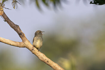 One of the smallest birds in India - A Pale Billed Flowerpecker - image gratuit #484441 