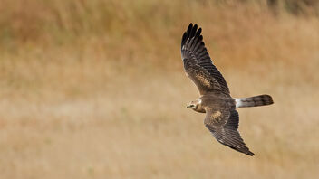 A Montagu's Harrier Harrying over the grasslands - image gratuit #484521 