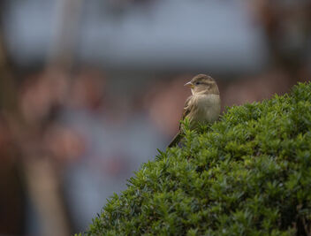 Sparrow Chilling in Shrubs - image #484621 gratis