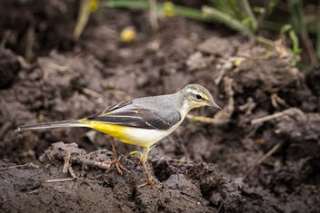 A Grey Wagtail looking for insects in the black mud - Free image #484761