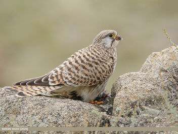 Common Kestrel (Falco tinnunculus) - image gratuit #484771 