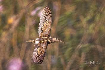 A Greater Painted Snipe in flight - Surveying the photographer I suppose - Free image #485081