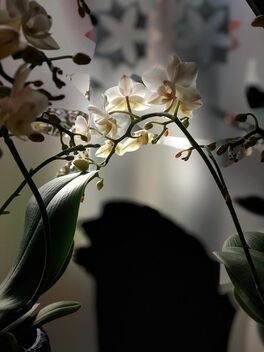 Orchid - Kostenloses image #485211