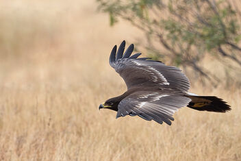 A Greater Spotted Eagle flying from perch to perch - image gratuit #485231 