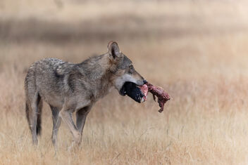 The Indian Grey Wolf with a Catch (Goats Head) - Free image #485251